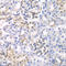 Histone Deacetylase 2 antibody, LS-C331881, Lifespan Biosciences, Immunohistochemistry frozen image 