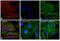 Mouse IgG (H+L) antibody, A-865, Invitrogen Antibodies, Immunofluorescence image 