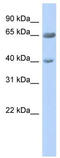 Zinc Finger Protein 234 antibody, TA339135, Origene, Western Blot image 