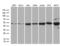 BCL2 Associated Athanogene 5 antibody, LS-C798819, Lifespan Biosciences, Western Blot image 