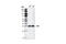 Microtubule Associated Protein RP/EB Family Member 1 antibody, 2164S, Cell Signaling Technology, Western Blot image 