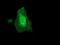 Coatomer subunit delta antibody, NBP2-01791, Novus Biologicals, Immunocytochemistry image 