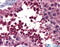 BMP Binding Endothelial Regulator antibody, 30-839, ProSci, Immunohistochemistry paraffin image 