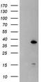 Developmental Pluripotency Associated 4 antibody, LS-C175094, Lifespan Biosciences, Western Blot image 