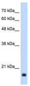 Growth Arrest And DNA Damage Inducible Beta antibody, TA346618, Origene, Western Blot image 