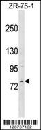 MICAL C-Terminal Like antibody, 59-604, ProSci, Western Blot image 