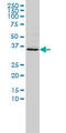Forkhead Box R2 antibody, LS-C133836, Lifespan Biosciences, Western Blot image 