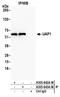 UDP-N-Acetylglucosamine Pyrophosphorylase 1 antibody, A305-643A-M, Bethyl Labs, Immunoprecipitation image 