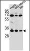 Olfactory Receptor Family 2 Subfamily T Member 3 antibody, PA5-71600, Invitrogen Antibodies, Western Blot image 