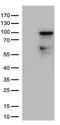 Zinc Finger Protein 226 antibody, TA812733, Origene, Western Blot image 