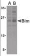 BCL2 Like 11 antibody, orb87294, Biorbyt, Western Blot image 