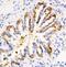 Calpain 1 antibody, PA5-78911, Invitrogen Antibodies, Immunohistochemistry frozen image 