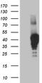 N-Myc And STAT Interactor antibody, TA809982, Origene, Western Blot image 