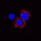 IL-6 antibody, MAB16091, R&D Systems, Immunocytochemistry image 
