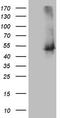 Twinfilin Actin Binding Protein 1 antibody, CF808892, Origene, Western Blot image 