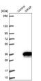 GRB2 Related Adaptor Protein antibody, NBP1-91969, Novus Biologicals, Western Blot image 