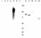 Matrix Metallopeptidase 9 antibody, BML-SA680-0100, Enzo Life Sciences, Western Blot image 