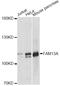 Family With Sequence Similarity 13 Member A antibody, A14576, ABclonal Technology, Western Blot image 