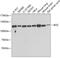 BOC Cell Adhesion Associated, Oncogene Regulated antibody, 22-756, ProSci, Western Blot image 