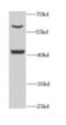Peroxisomal Biogenesis Factor 14 antibody, FNab06327, FineTest, Western Blot image 