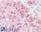Storkhead Box 1 antibody, LS-B8834, Lifespan Biosciences, Immunohistochemistry frozen image 