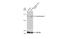 Cytochrome C, Somatic antibody, GTX108585, GeneTex, Western Blot image 