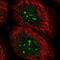 Chromosome 12 Open Reading Frame 43 antibody, NBP1-91713, Novus Biologicals, Immunocytochemistry image 