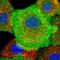 CD38 Molecule antibody, HPA022132, Atlas Antibodies, Immunofluorescence image 