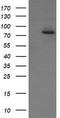 SEC14 And Spectrin Domain Containing 1 antibody, CF505929, Origene, Western Blot image 