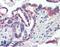 Sex Hormone Binding Globulin antibody, LS-B4141, Lifespan Biosciences, Immunohistochemistry frozen image 