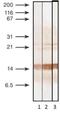 Procalcitonin antibody, MA1-20888, Invitrogen Antibodies, Western Blot image 