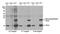 H2A Histone Family Member X antibody, A300-082A, Bethyl Labs, Western Blot image 