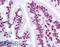 STAT3 antibody, LS-B1259, Lifespan Biosciences, Immunohistochemistry frozen image 