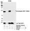 Tripartite Motif Containing 28 antibody, A300-767A, Bethyl Labs, Immunoprecipitation image 