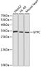 Glycophorin C (Gerbich Blood Group) antibody, GTX54084, GeneTex, Western Blot image 