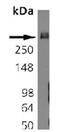 Bassoon Presynaptic Cytomatrix Protein antibody, MA1-20689, Invitrogen Antibodies, Western Blot image 