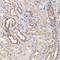 Formin-like protein 3 antibody, NBP1-84092, Novus Biologicals, Immunohistochemistry paraffin image 
