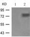 CREB2 antibody, TA324221, Origene, Western Blot image 
