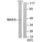 Macrophage Erythroblast Attacher antibody, A08766, Boster Biological Technology, Western Blot image 