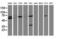 Musashi RNA Binding Protein 1 antibody, LS-C785504, Lifespan Biosciences, Western Blot image 