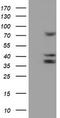Cytochrome P450 2B6 antibody, TA504328, Origene, Western Blot image 