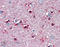 Neuron-specific antigen HPC-1 antibody, ADI-VAP-SV064-E, Enzo Life Sciences, Immunohistochemistry paraffin image 