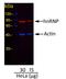 IgG-heavy and light chain antibody, A120-201D2, Bethyl Labs, Western Blot image 