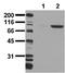 Insulin Receptor antibody, ADI-905-645-100, Enzo Life Sciences, Western Blot image 