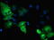 TBC1 Domain Family Member 4 antibody, TA502707, Origene, Immunofluorescence image 