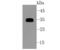 Secreted frizzled-related protein 1 antibody, NBP2-67139, Novus Biologicals, Western Blot image 