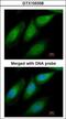 SGT1 Homolog, MIS12 Kinetochore Complex Assembly Cochaperone antibody, GTX105358, GeneTex, Immunocytochemistry image 