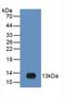 C-C Motif Chemokine Ligand 20 antibody, LS-C720556, Lifespan Biosciences, Western Blot image 