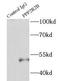 Protein Phosphatase 2 Regulatory Subunit Bbeta antibody, FNab06717, FineTest, Immunoprecipitation image 