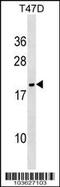 NME/NM23 Nucleoside Diphosphate Kinase 6 antibody, 63-386, ProSci, Western Blot image 